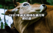 1997年属牛姻缘在哪几年最旺盛