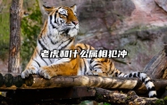 老虎和什么属相犯冲 虎的克星第一名