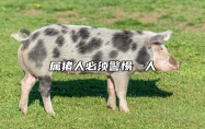属猪人必须警惕一人 属猪的人好不好