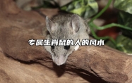 专属生肖鼠的人的风水