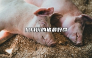 几月份的猪最好命 十猪九苦,哪个月份最苦