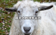 属羊人的晚年运势 属羊人的晚年运势和财运