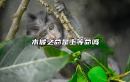 木猴之命是上等命吗 木猴之命是上等命吗为什么