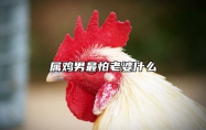 属鸡男最怕老婆什么 属鸡男最听哪个生肖女的话