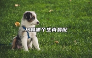 马和哪个生肖最配 和生肖羊配对相当完美