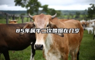 85年属牛二次婚姻在几岁 85年属牛三大坎