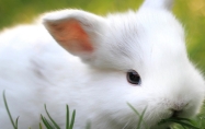 兔的三合和六个合 兔的三合和六个合生肖是什么意思