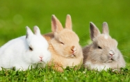 兔今年几岁虚岁几岁 属兔的今年多大2024年了