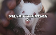 属鼠人和什么属相相处最好命?