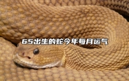 65出生的蛇今年每月运气 2024蛇的最佳三个贵人