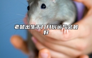 老鼠出生于几月份运气会最好
