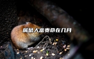 属鼠人富贵命在几月 几月份的老鼠最有福气