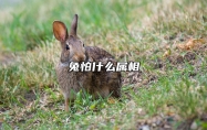 兔怕什么属相 属兔的怕什么动物