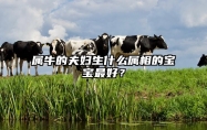 属牛的夫妇生什么属相的宝宝最好？ 属牛夫妻生什么属相宝宝最好