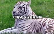 74年虎永远最旺颜色 属虎女永远最旺的颜色