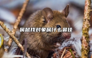 属鼠找对象属什么最佳 鼠的最佳配偶属相
