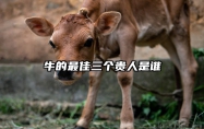 牛的最佳三个贵人是谁 属牛人命中注定的情人
