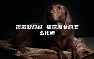 孤鸾煞日柱 孤鸾煞女命怎么化解