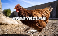 属鸡在哪个城市比较旺 属鸡适合在哪个省份生活