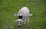 91羊带什么招财 91属羊带什么吉祥物