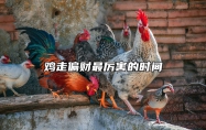 鸡走偏财最厉害的时间 属鸡偏财