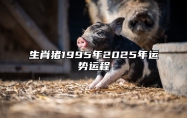 生肖猪1995年2025年运势运程 1995年属猪未来五年的运势