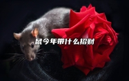 鼠今年带什么招财 今年属鼠带什么吉祥物