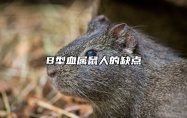 B型血属鼠人的缺点 属鼠的几月出生最好