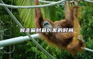 猴走偏财最厉害的时间 属猴的偏财运在什么时辰