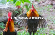 1981属鸡的人暴富数字 81属鸡女人最佳取名
