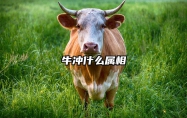 牛冲什么属相 属牛和什么属相相冲