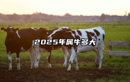 2025年属牛多大 2025年属牛1985人的全年运势