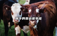 属牛的靠近谁享福 属牛人的靠山是谁