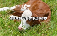 85年属牛最穷不过36岁