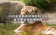 几日出生的虎终身命好，大富大贵出生时辰的虎 属虎的几日出生