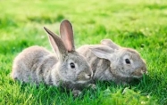属兔的人今年多大了2024年 属兔的是哪年出生的人呢今年多大
