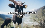 牛在蛇年2025的运气如何呢 牛人在蛇年运势如何