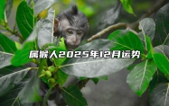 属猴人2025年12月运势 2025年属猴人的全年每月