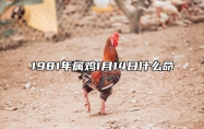 1981年属鸡1月14日什么命 81年1月14日公历出生