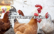 1993年女鸡是个怎样的人 93年女鸡命运如何