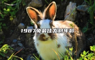 1987兔最佳发财年龄 87年属兔人多少岁发横财