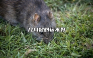 几月鼠财运不好