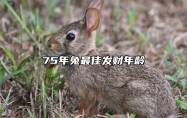 75年兔最佳发财年龄 75兔女一生最旺的颜色