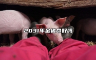 2031年金猪命好吗 金猪年是什么命
