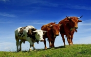 牛今年几岁了2024 属牛的人2024多大