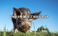 1983年猪过了40岁后什么命 83年的猪40岁后命好