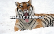 寅时是饿老虎还是饱老虎 寅时几点几分最好