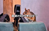 属鼠2025年几岁了 72年属鼠人2025年运势运程
