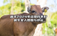 属牛2024年结婚好不好？属牛女人婚姻与命运