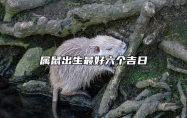 属鼠出生最好六个吉日 属鼠人今年的年龄查询